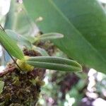 Bulbophyllum minutum 葉