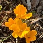Crocus flavus 花