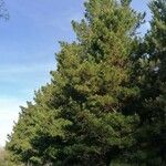 Pinus radiata Alkat (teljes növény)