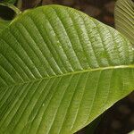 Couma macrocarpa Leaf