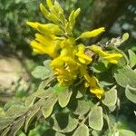 Sophora tomentosa ফুল