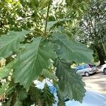 Quercus petraea Листок