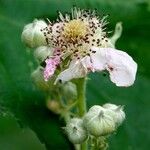 Rubus pruinosus മറ്റ്