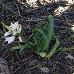 Allium triquetrumFlower