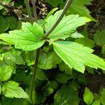 Eriocapitella hupehensis Blad