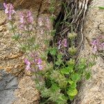 Stachys marrubiifolia Vivejo