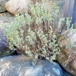 Lavandula latifolia Blad