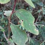 Plectranthus vestitus Φύλλο