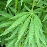 Cannabis sativa Foglia