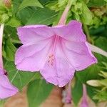 Mirabilis jalapa Flors
