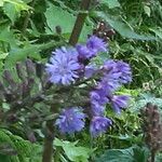 Lactuca alpina Flower