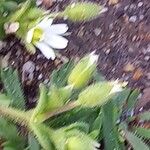 Cerastium diffusum Fula