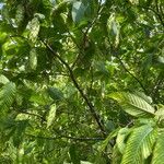 Carpinus cordata Hoja