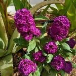 Matthiola incana Flower