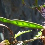 Samanea saman Fruit