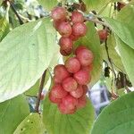 Schisandra chinensis Fruchs