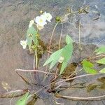 Sagittaria latifoliaVirág