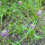 Polygala curtissii Other