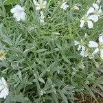 Cerastium tomentosum Muu