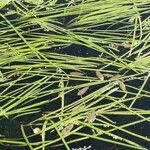 Sparganium emersum Likasa