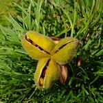 Paeonia tenuifolia Frucht