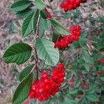 Cotoneaster coriaceus Frugt