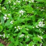 Galium odoratumКветка