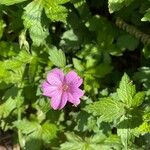 Geranium × oxonianum 叶