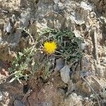 Centaurea toletana Flower