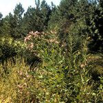 Lespedeza violacea Plante entière