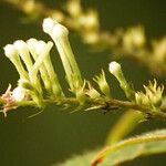 Gonzalagunia hirsuta Flower