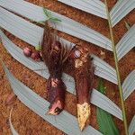 Sclerosperma mannii Frucht