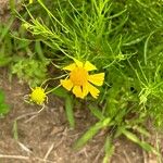 Helenium amarum Kvet