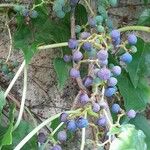 Parthenocissus tricuspidata Fruit