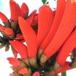 Erythrina lysistemonKwiat