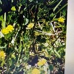 Trifolium patens Flower