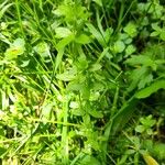 Cruciata pedemontana Yaprak