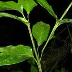 Ischnosiphon elegans Other