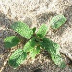 Stachys maritima Leaf