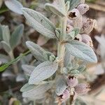 Stachys inflata Foglia