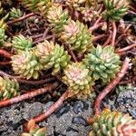 Sedum sediformeBlad