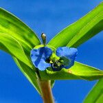 Commelina diffusa Flor