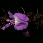 Dioclea violacea 花
