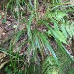 Festuca altissima Habitat