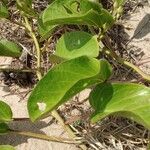 Ipomoea pes-caprae Leaf