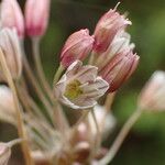 Allium oleraceum Fleur