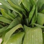 Aspidistra lurida List