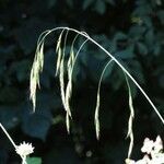 Bromus ramosus 花