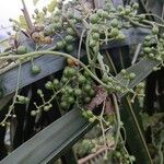 Tinospora cordifolia Fruit