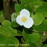 Hydrocharis morsus-ranae Fleur